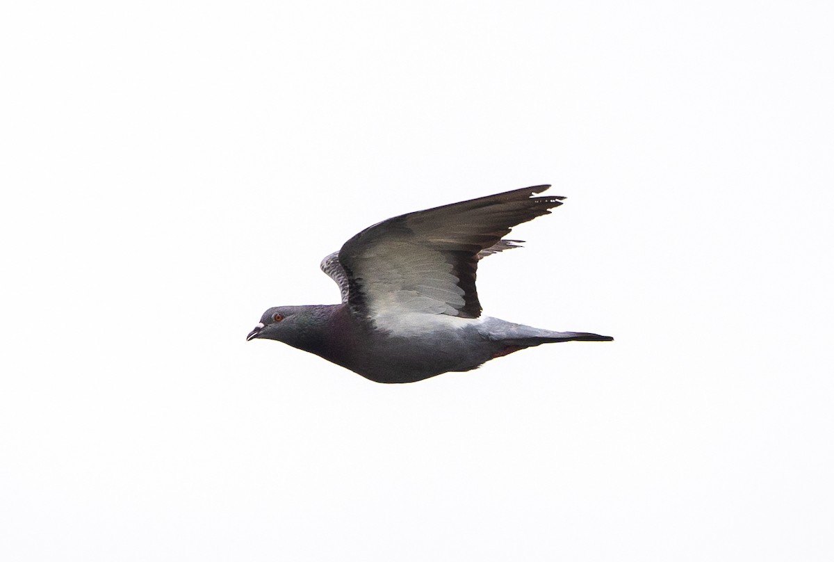 Rock Pigeon (Feral Pigeon) - ML621004977