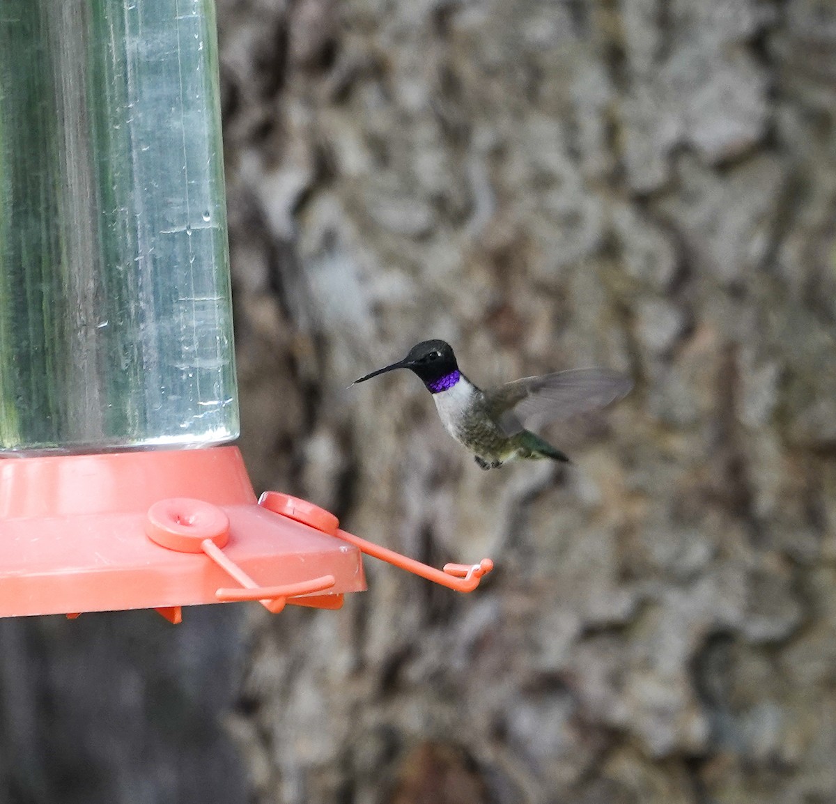 Black-chinned Hummingbird - ML621004994