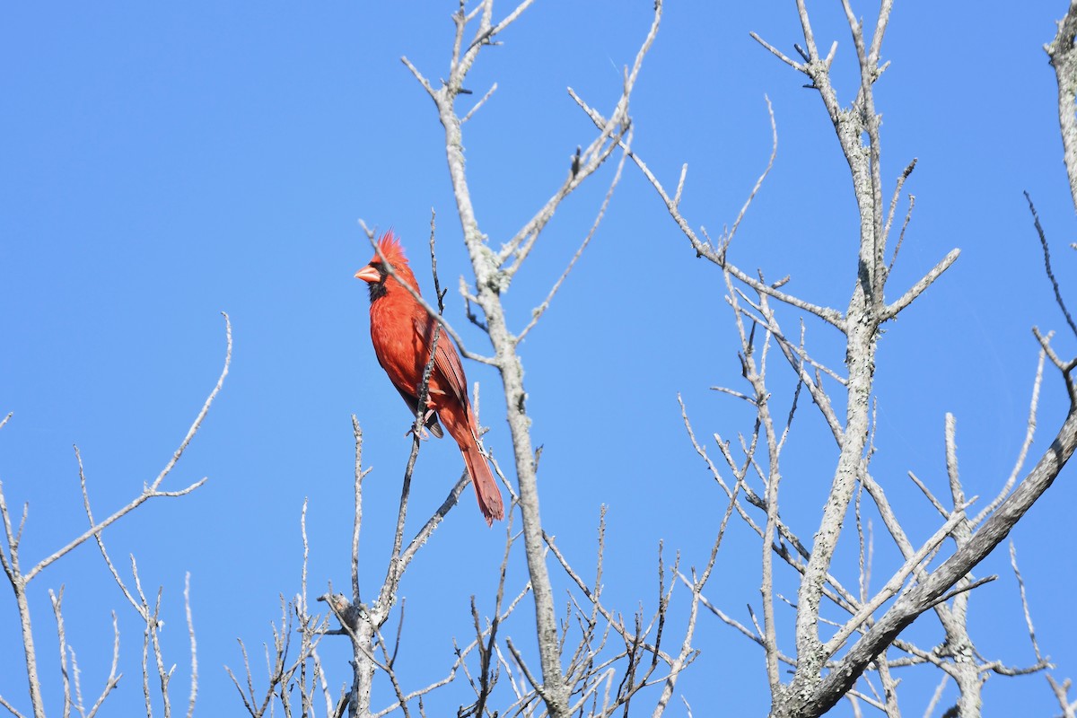 Northern Cardinal - joe demko