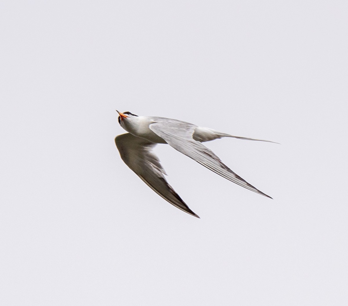 tern sp. - ML621005003