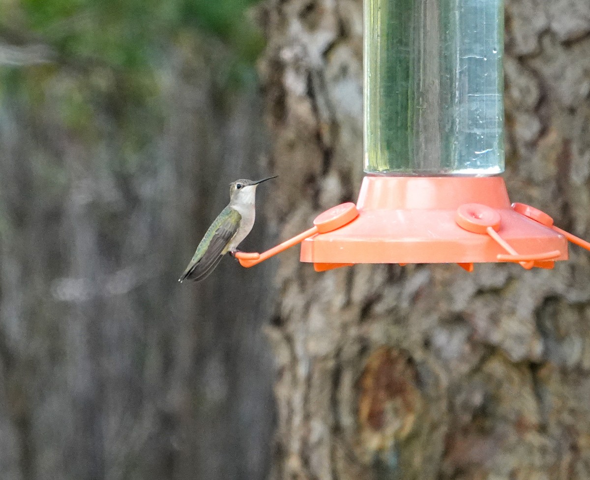 Black-chinned Hummingbird - ML621005010