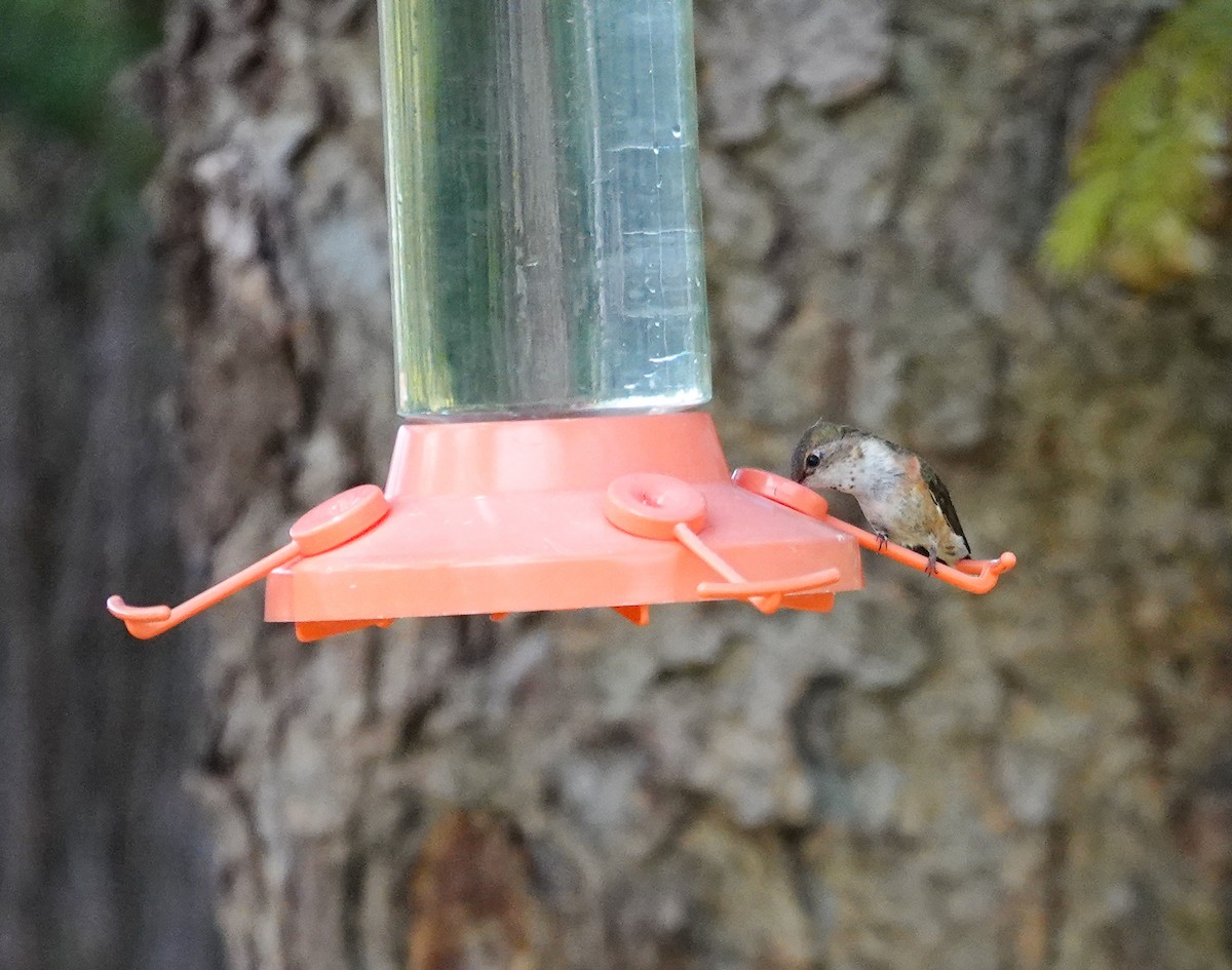 Calliope Hummingbird - ML621005016