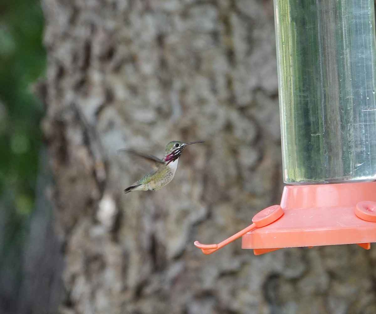 Calliope Hummingbird - ML621005023