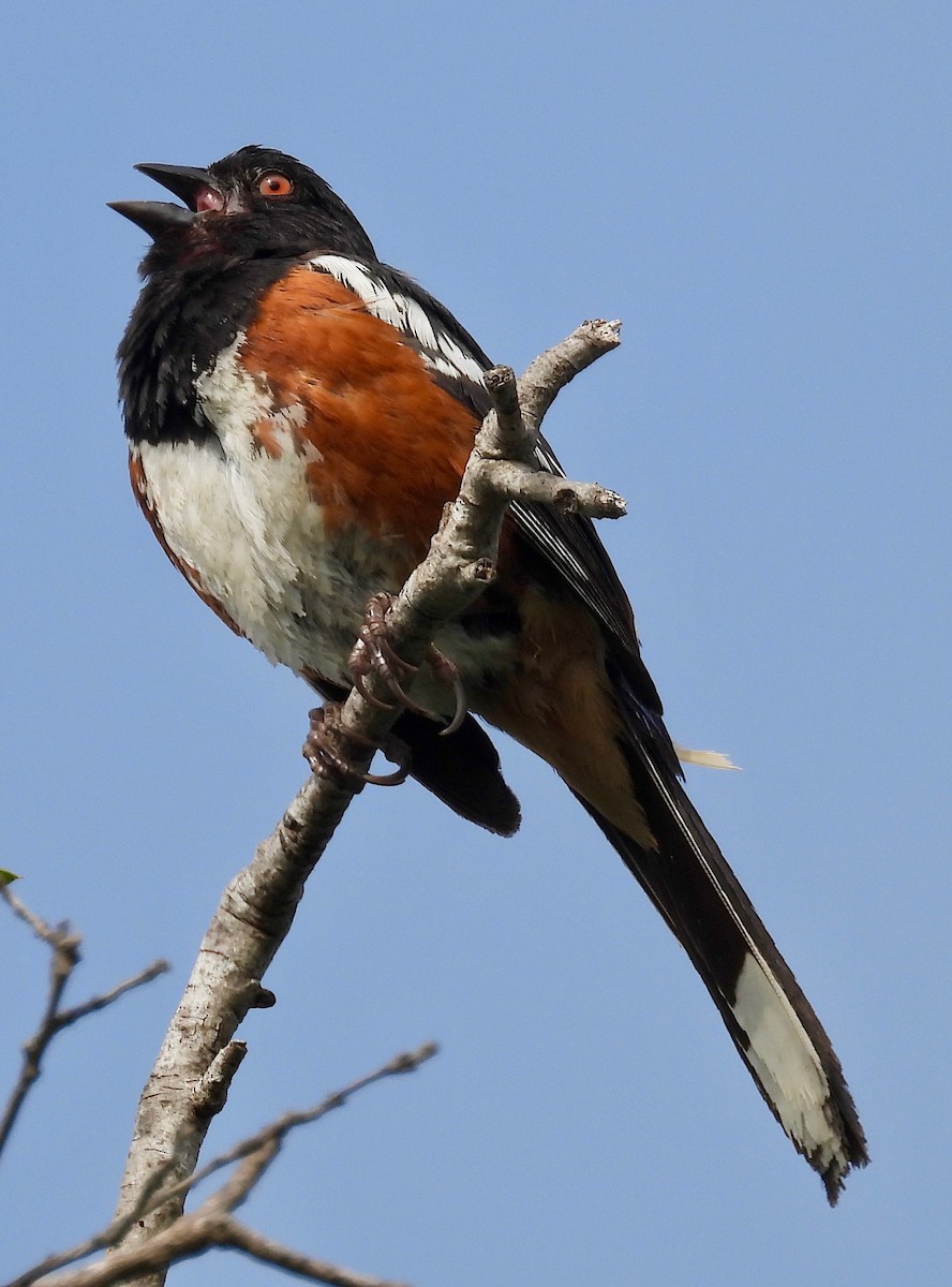 Spotted Towhee - ML621005033