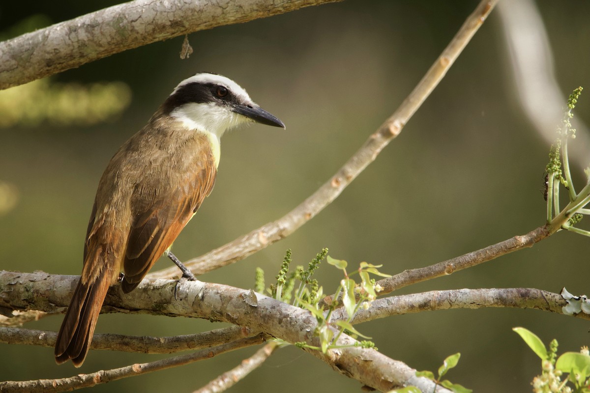 Great Kiskadee - ML621005043