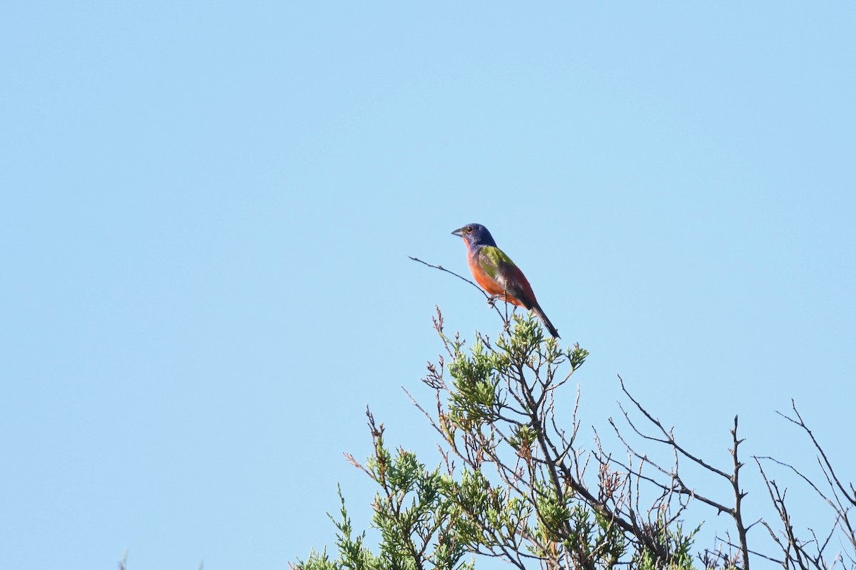 Painted Bunting - ML621005052