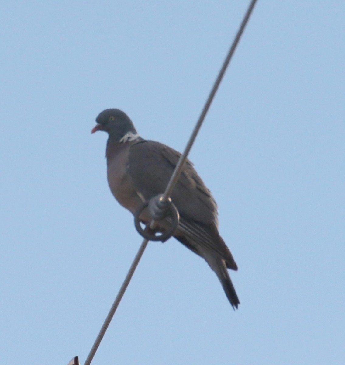 Common Wood-Pigeon - ML621005068