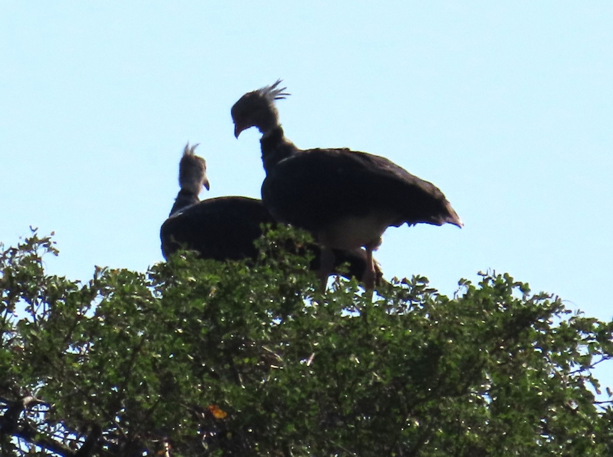 Southern Screamer - ML621005161