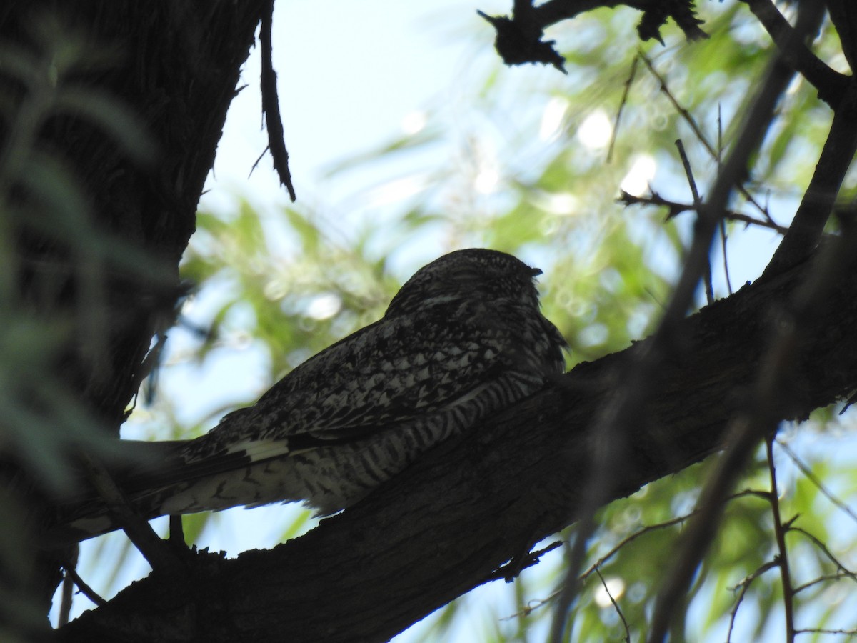 Common Nighthawk - ML621005165