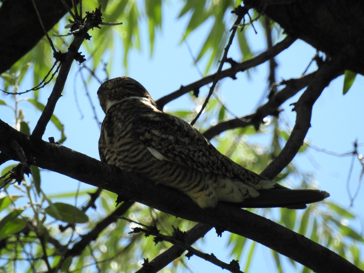 Common Nighthawk - ML621005170