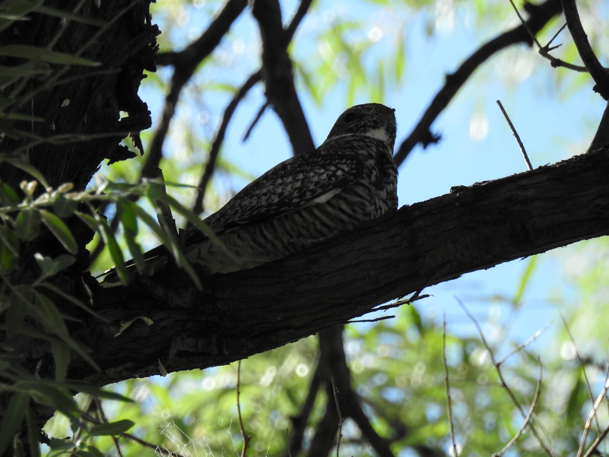 Common Nighthawk - ML621005172