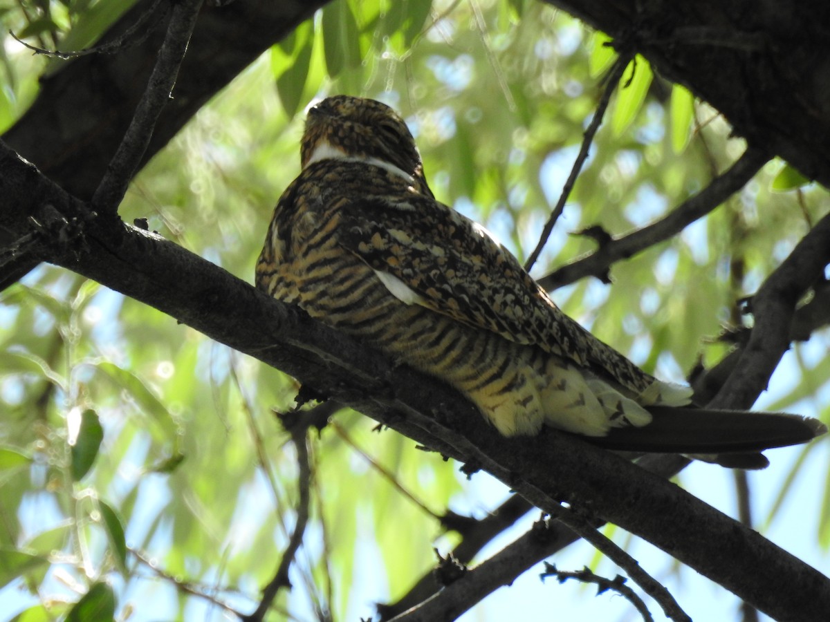Common Nighthawk - ML621005173