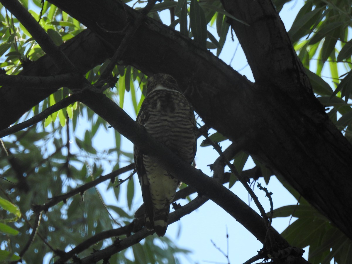 Common Nighthawk - ML621005174