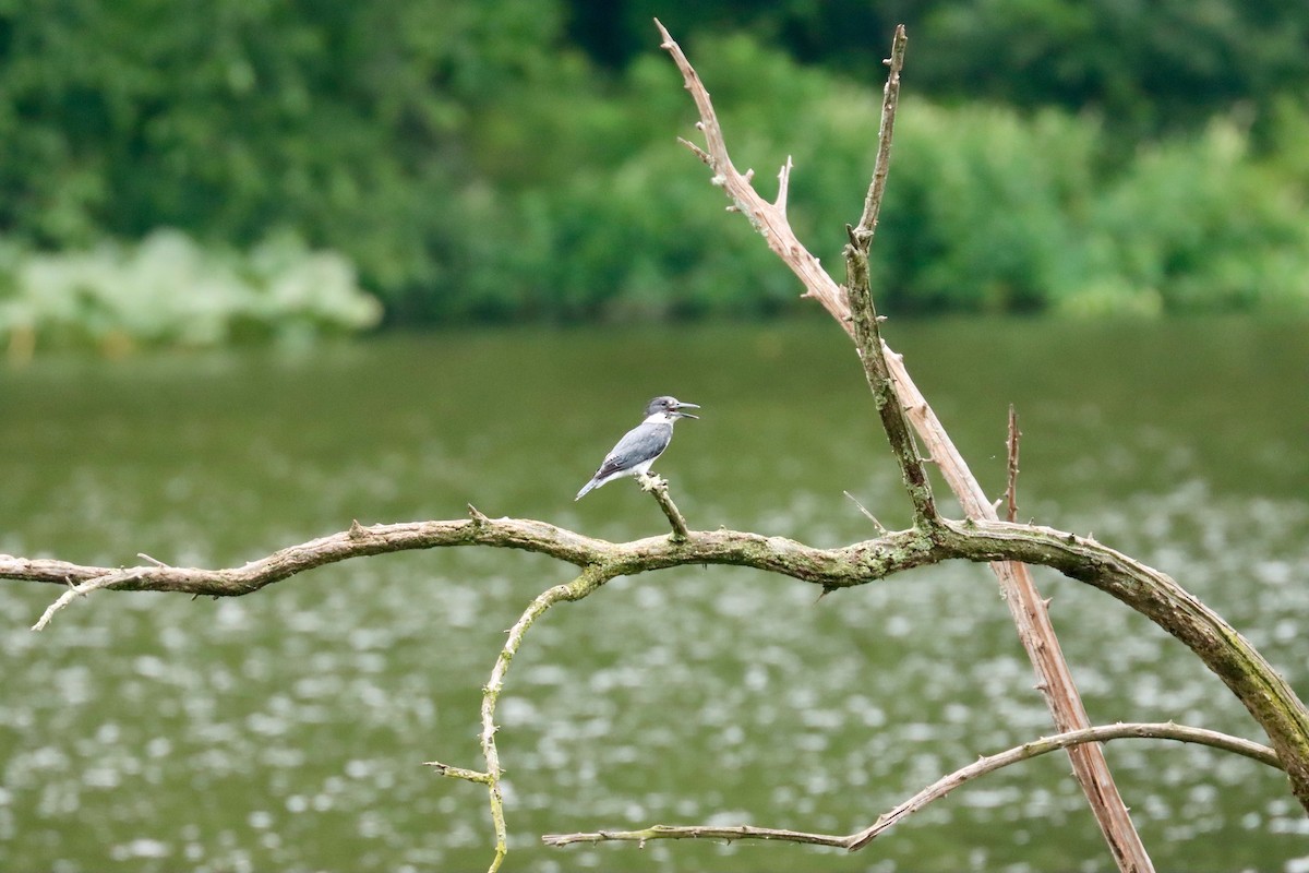 Belted Kingfisher - ML621005207