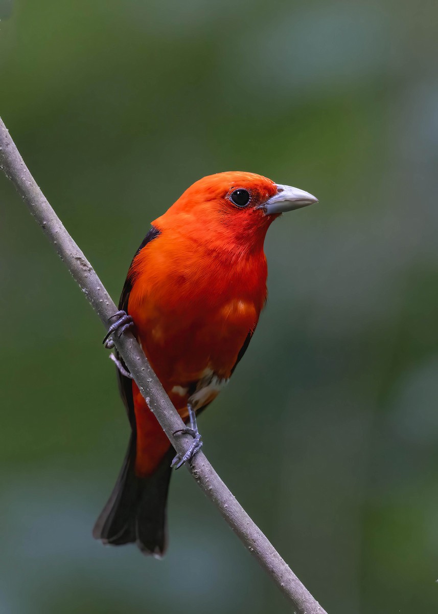 Scarlet Tanager - ML621005214