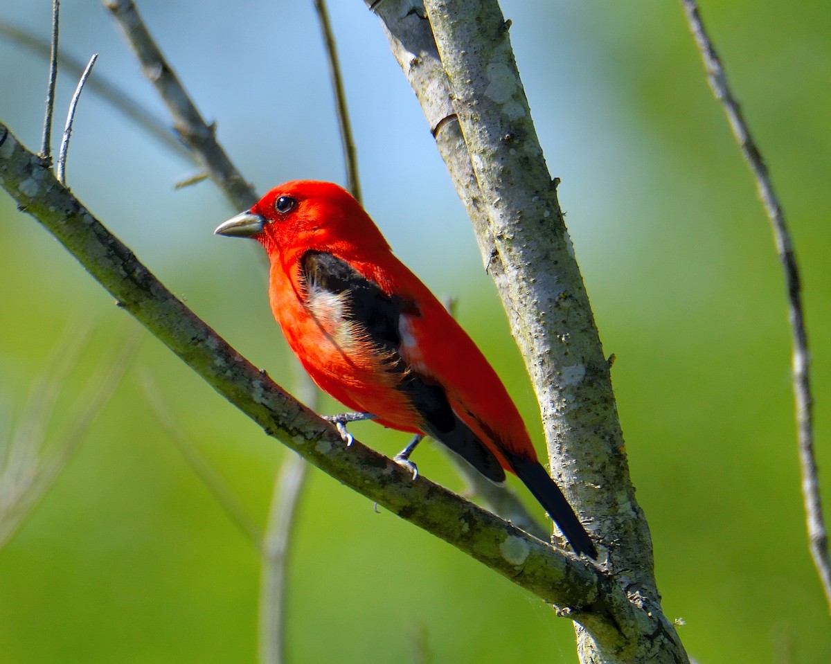 Scarlet Tanager - ML621005230