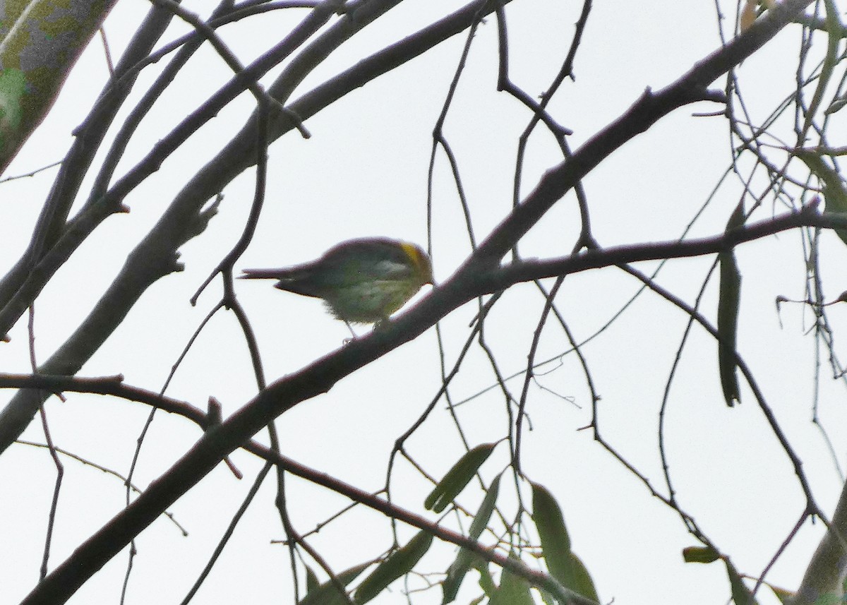 Cape May Warbler - ML621005245