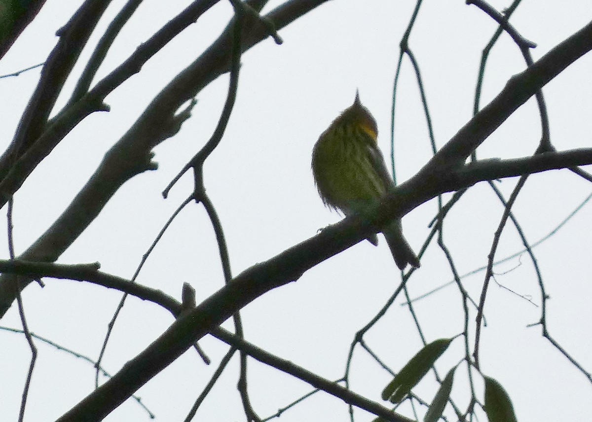 Cape May Warbler - ML621005246