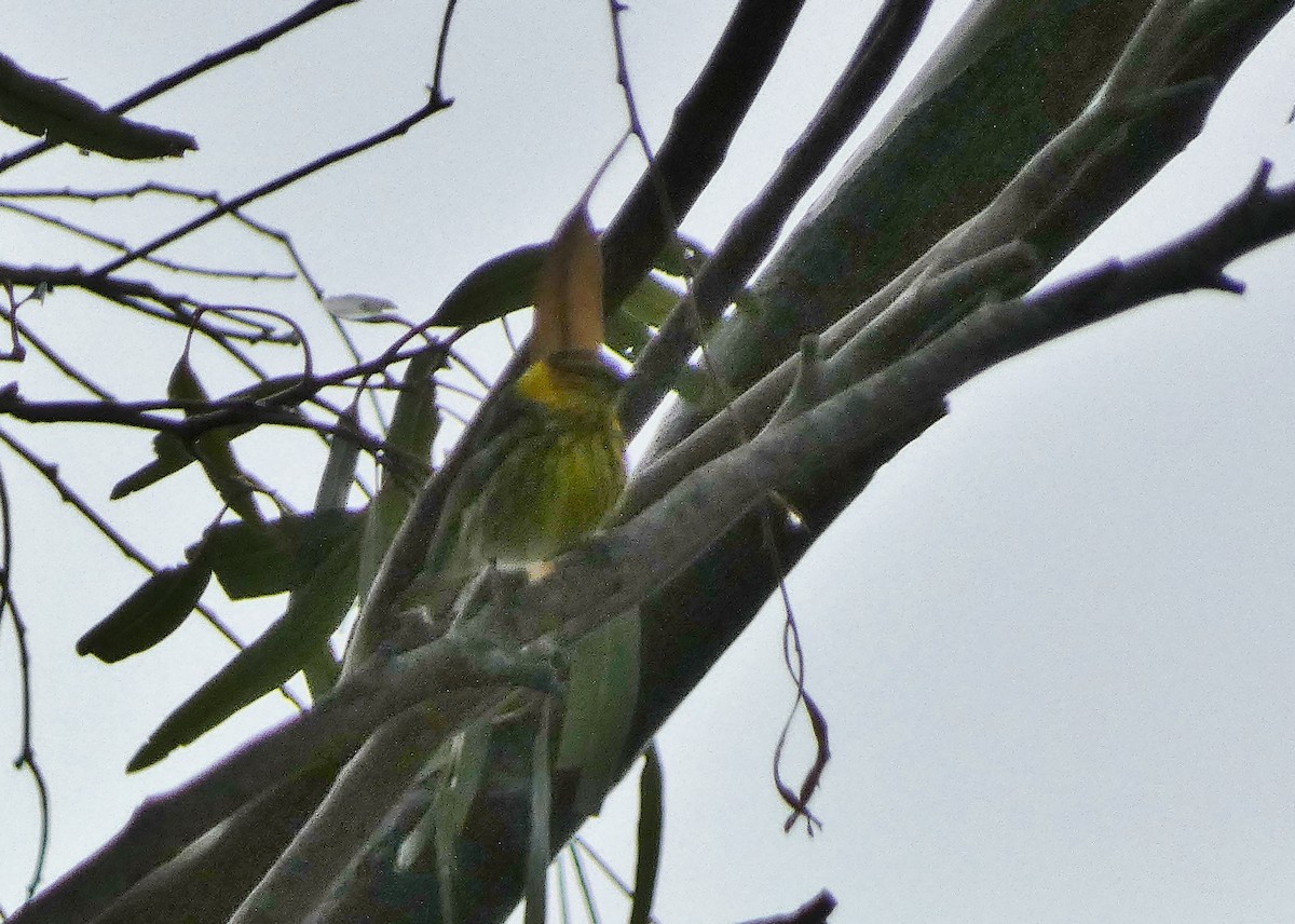 Cape May Warbler - ML621005249