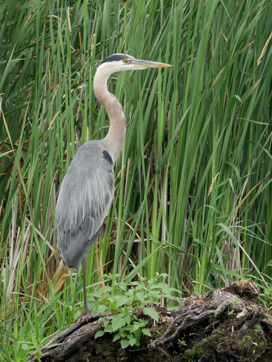 Great Blue Heron - ML621005278