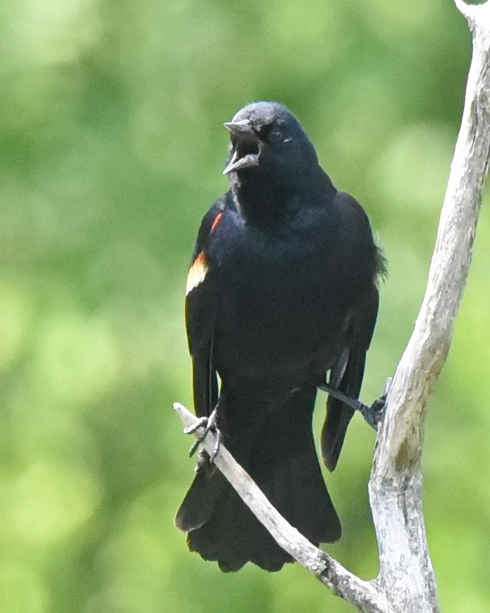 Red-winged Blackbird - ML621005304