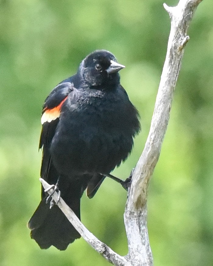 Red-winged Blackbird - ML621005309