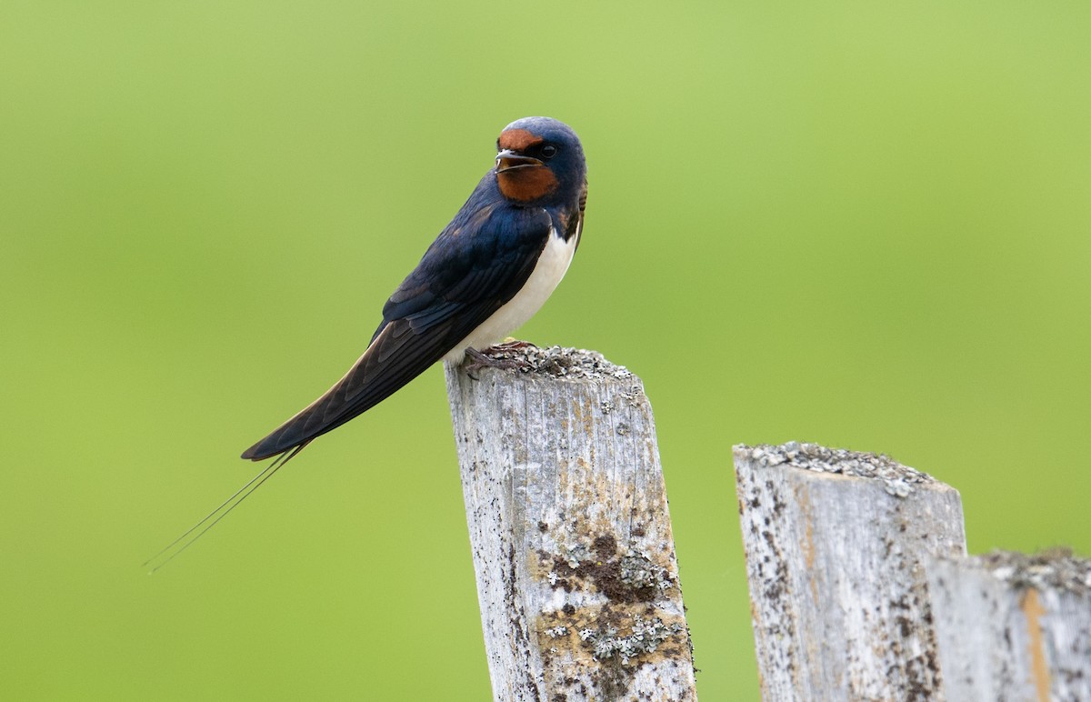 Barn Swallow (White-bellied) - ML621005310