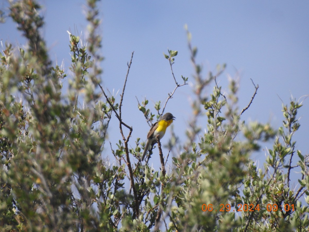 Yellow-breasted Chat - ML621005347