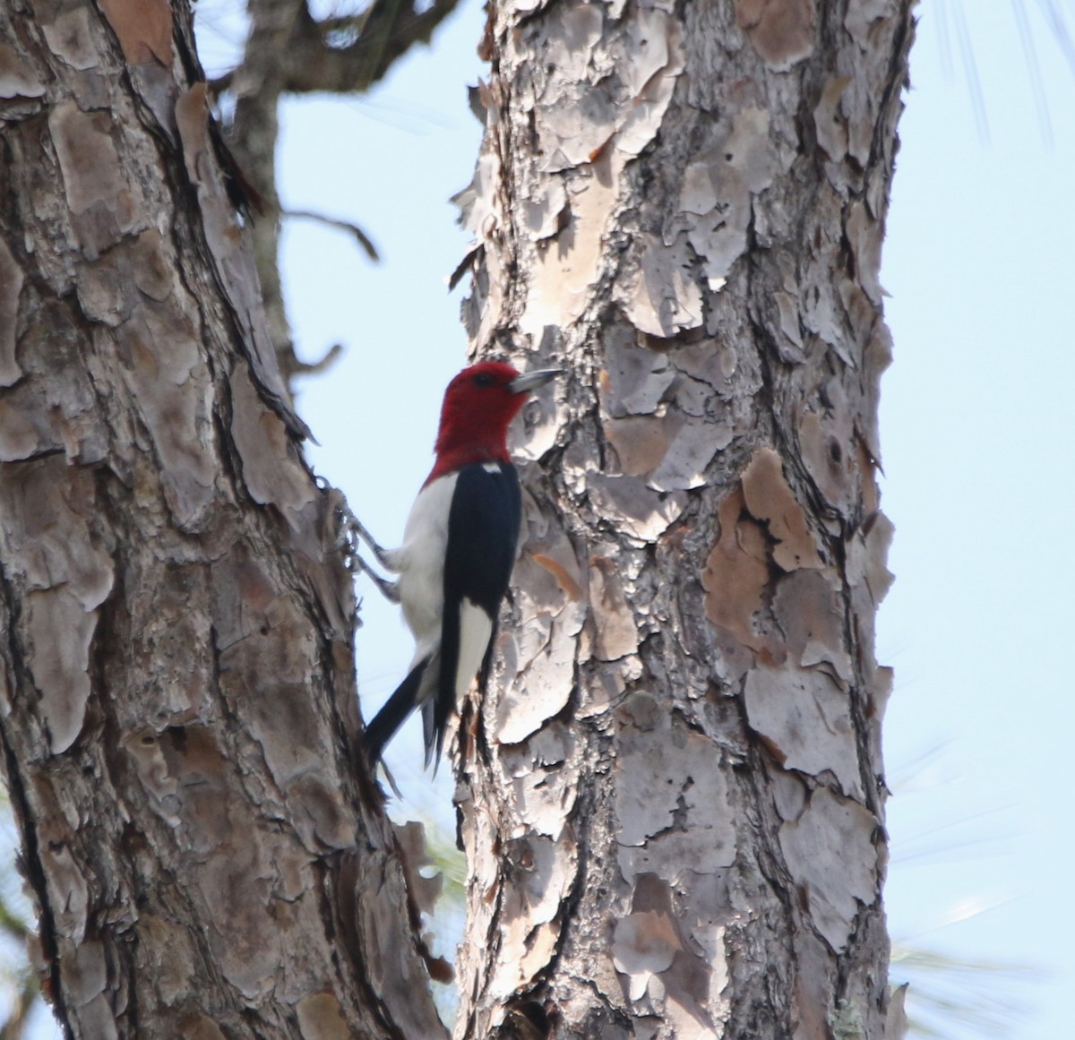 Red-headed Woodpecker - ML621005359