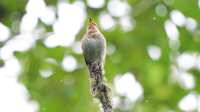 Swainson's Thrush - ML621005363