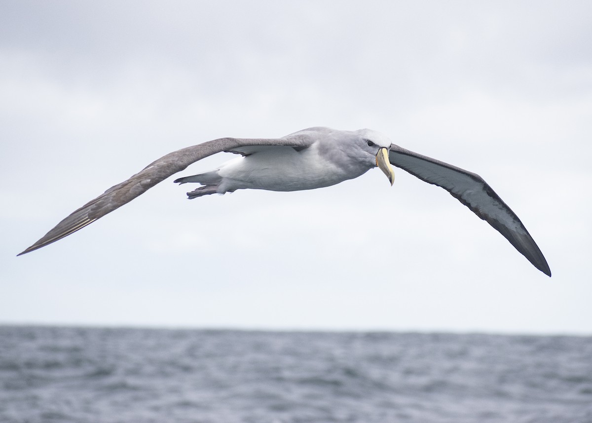 albatros snarský - ML621005373