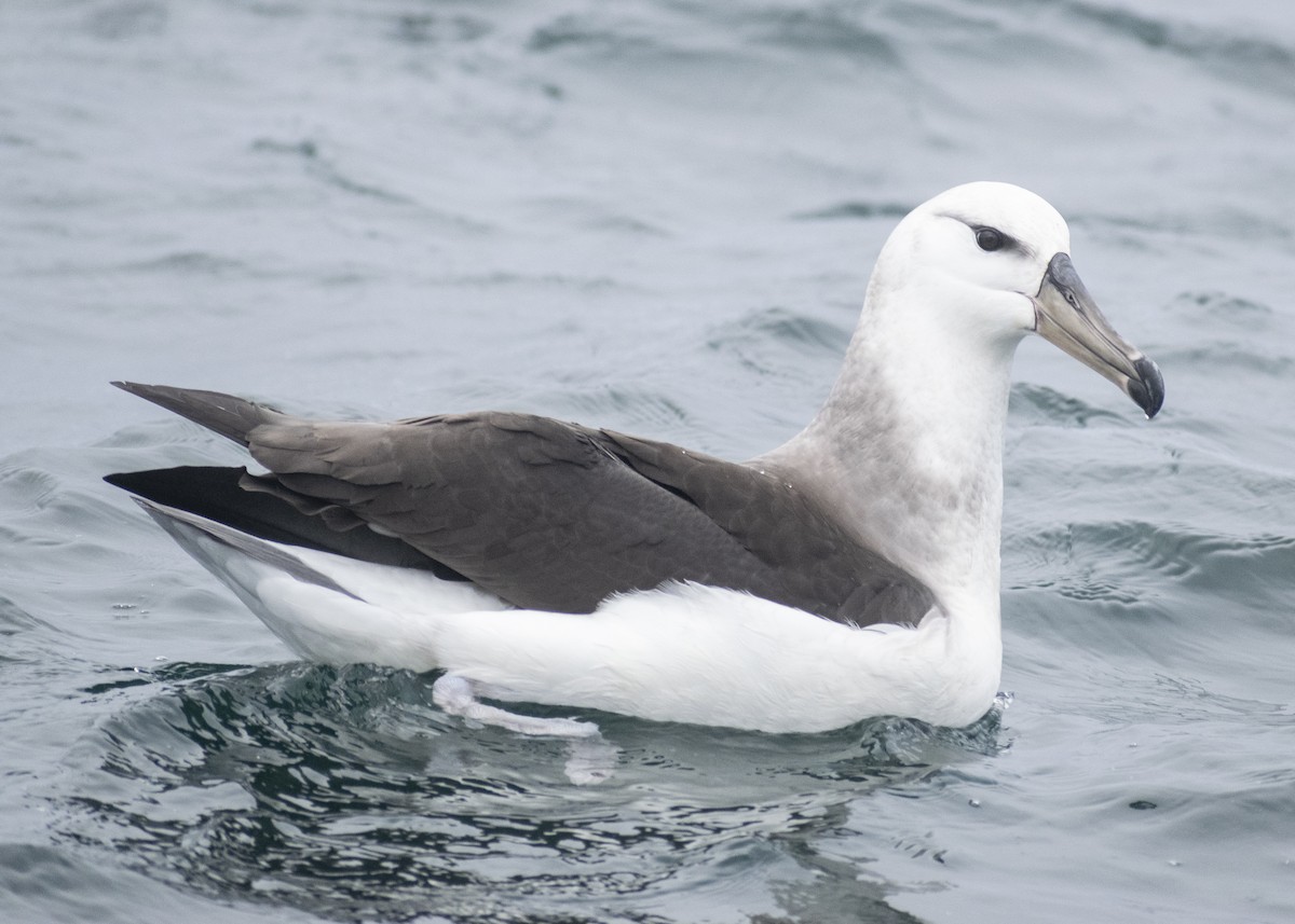 Albatros à sourcils noirs (melanophris) - ML621005374