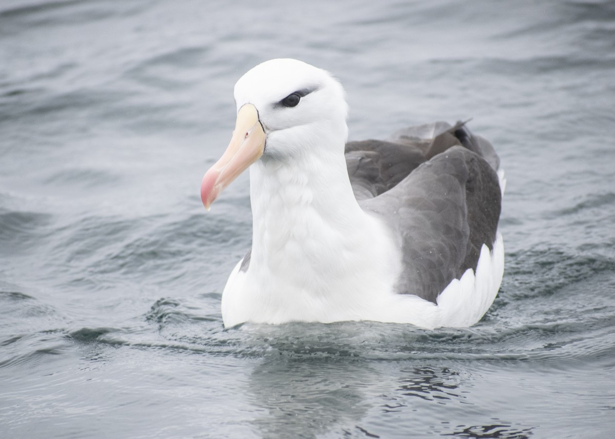 Albatros à sourcils noirs (melanophris) - ML621005375