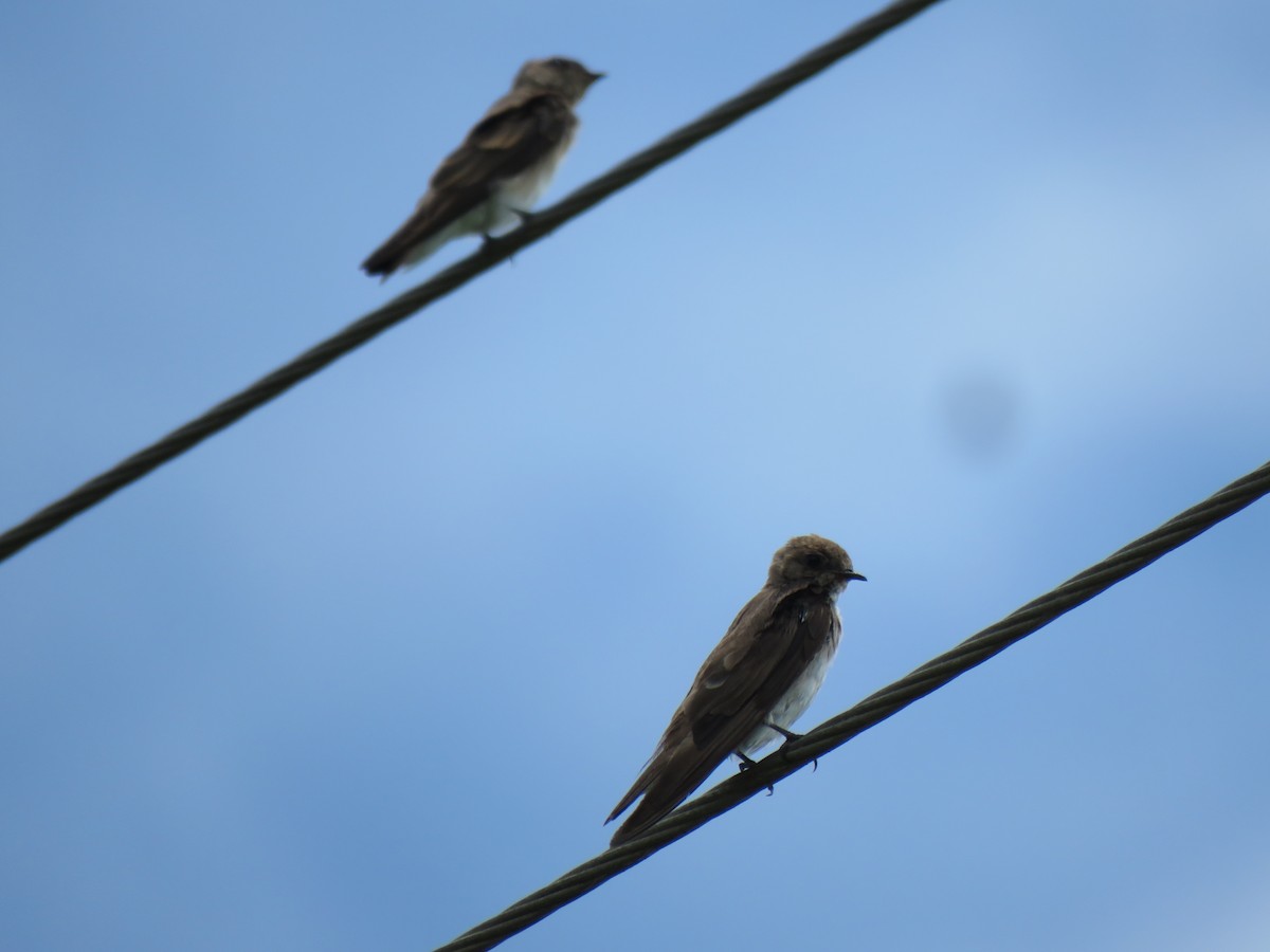 Northern Rough-winged Swallow - ML621005377