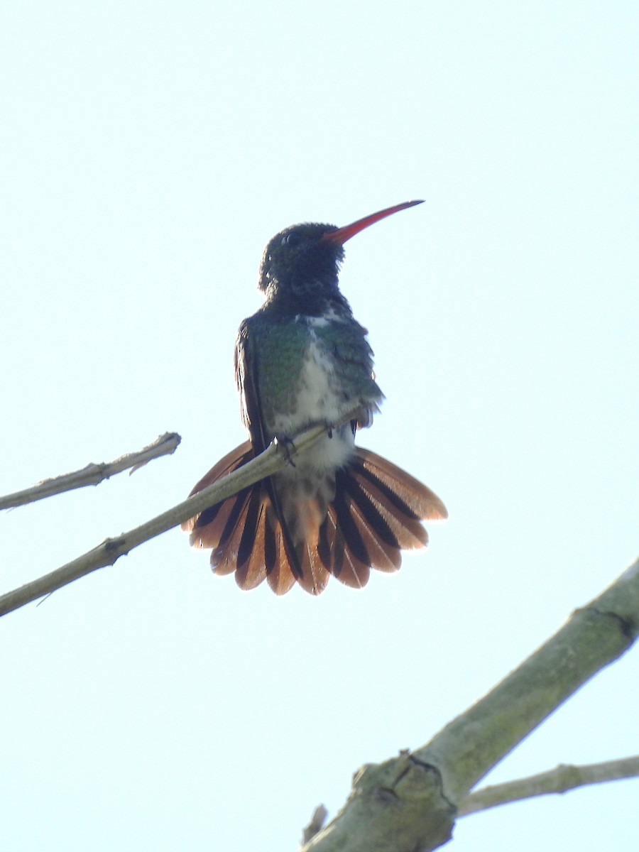 kolibřík zrcadlový - ML621005409