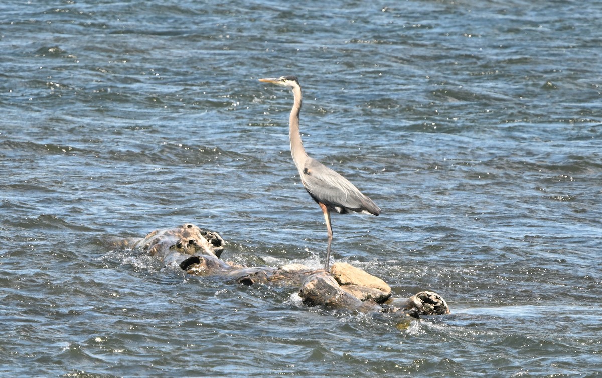 Great Blue Heron - ML621005412