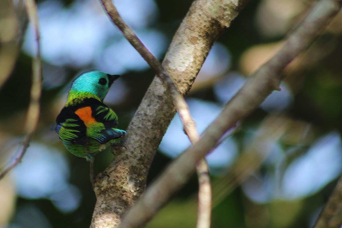 Green-headed Tanager - ML621005414