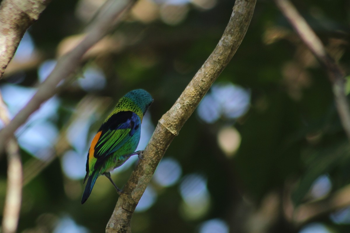 Green-headed Tanager - ML621005415