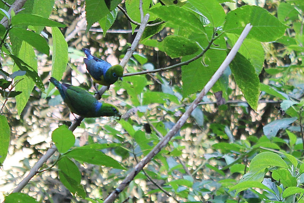 blånakkebladtanagar - ML621005494