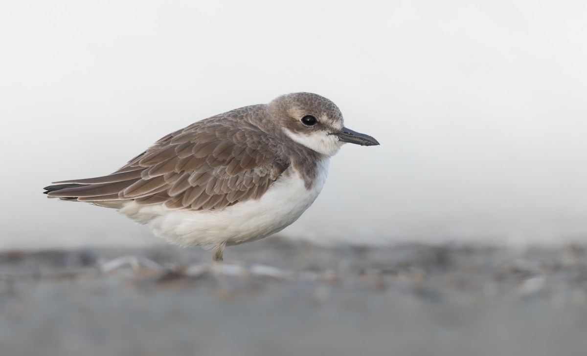 Greater Sand-Plover - Caiden B