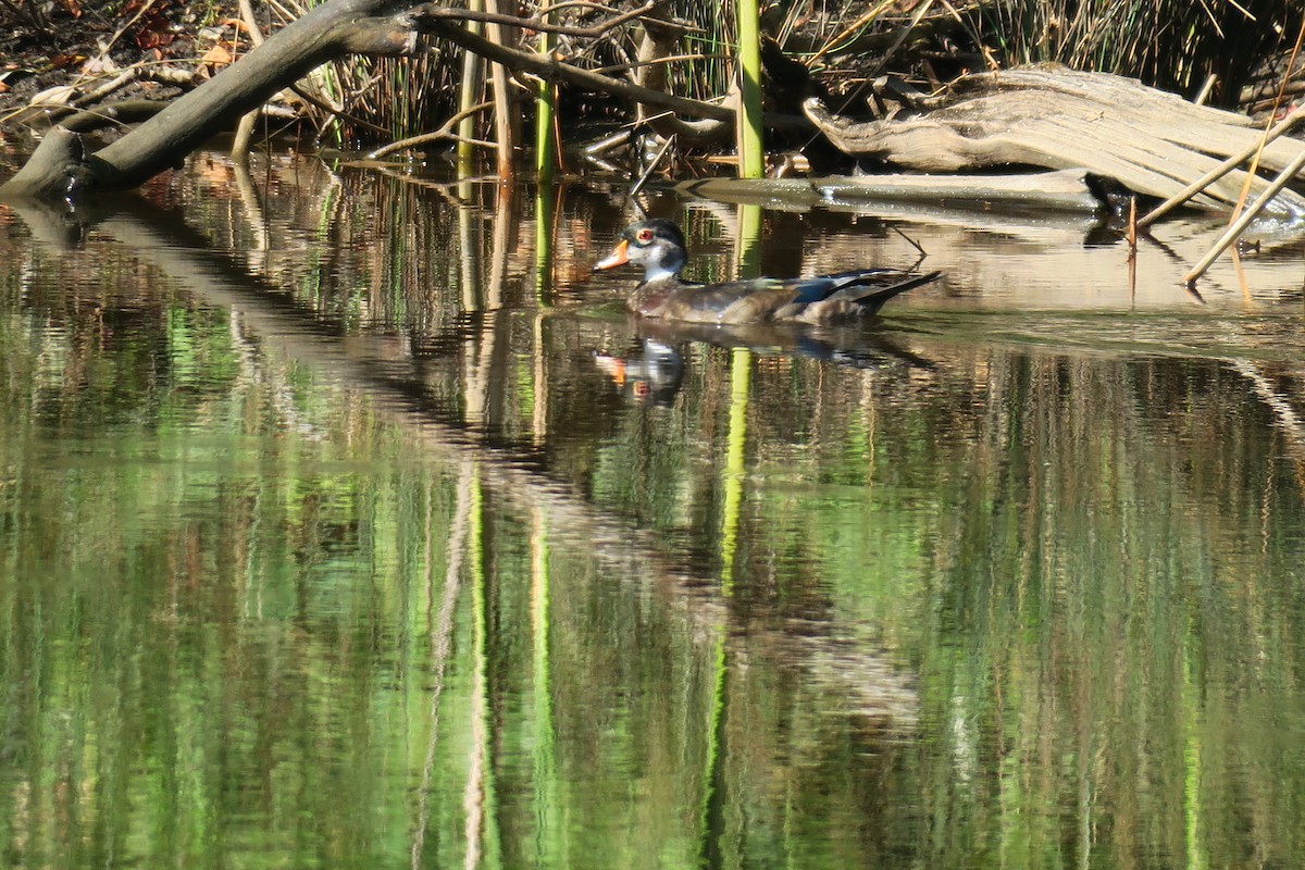 Wood Duck - ML621005507