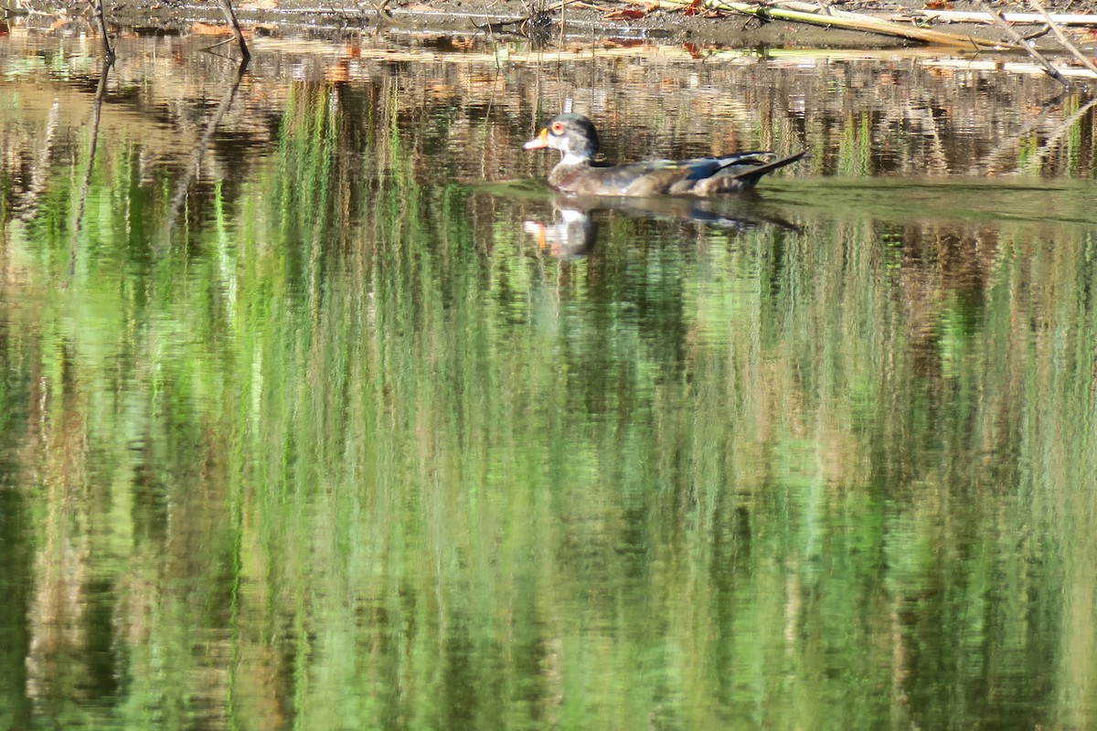 Wood Duck - ML621005508