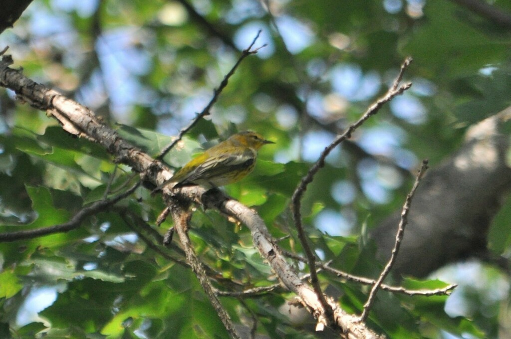 Cape May Warbler - ML621005515