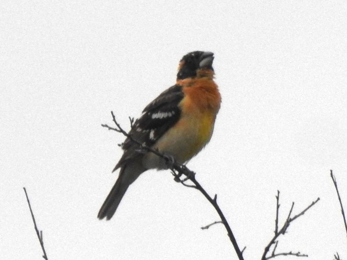 Black-headed Grosbeak - ML621005526