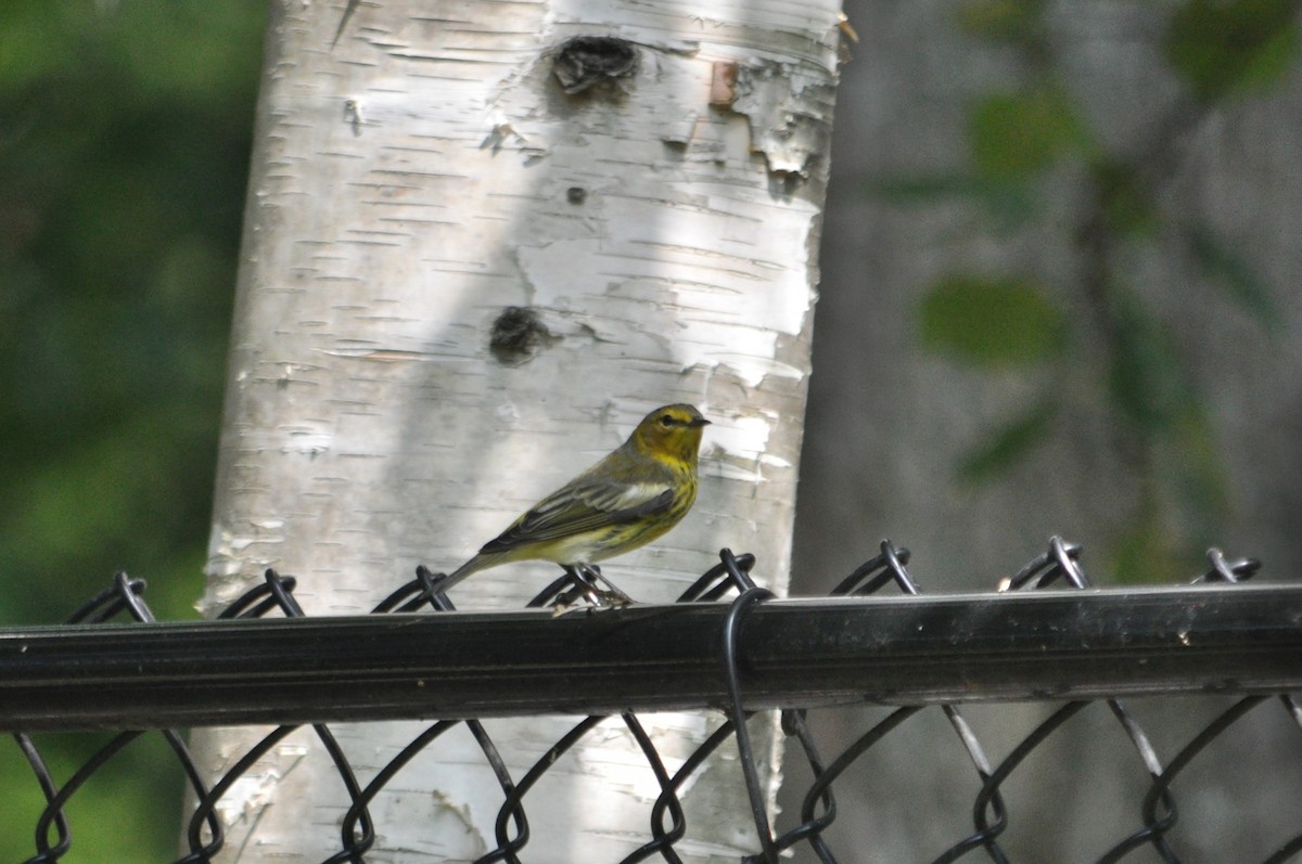 Cape May Warbler - ML621005552