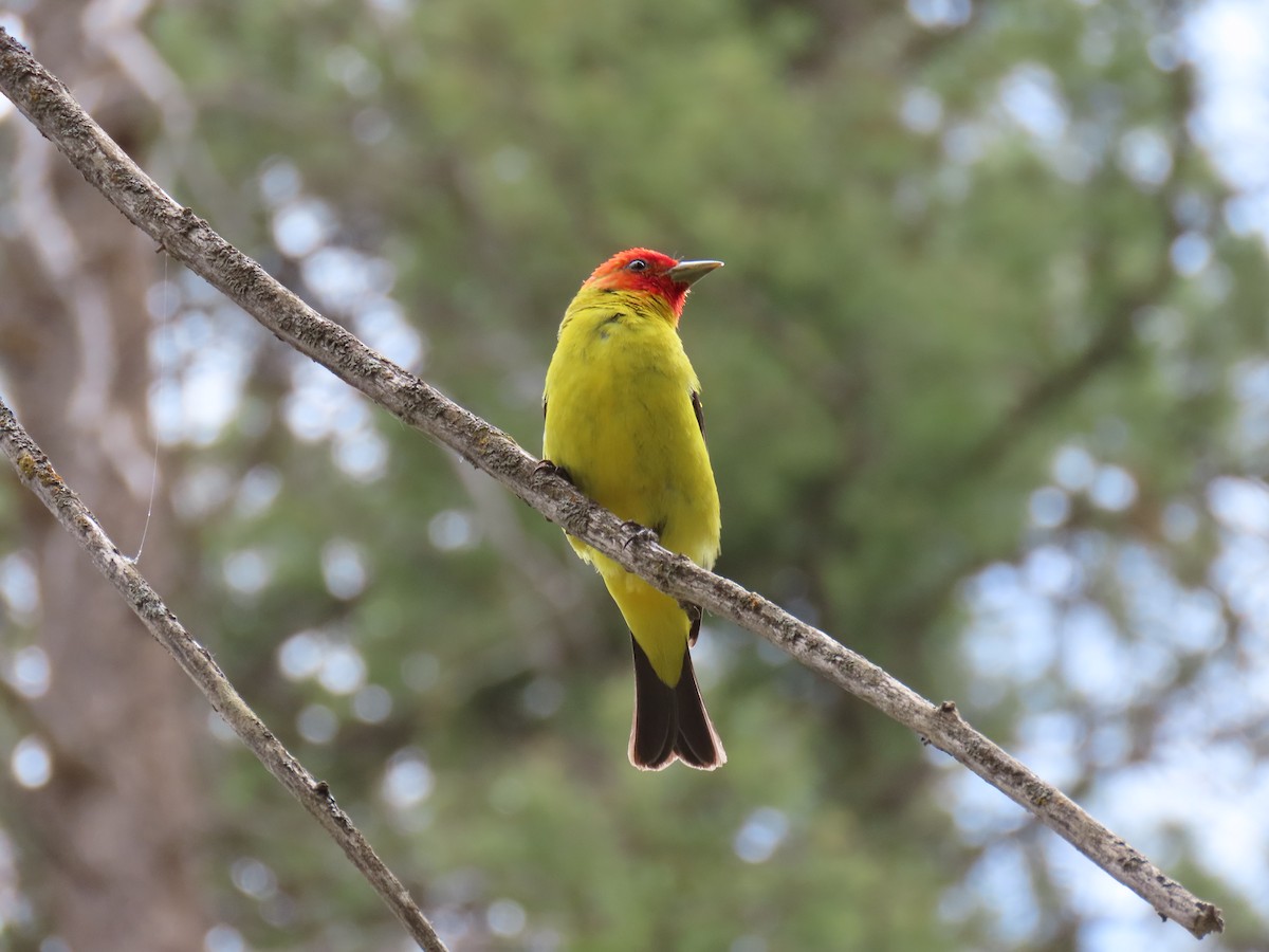 Piranga à tête rouge - ML621005561