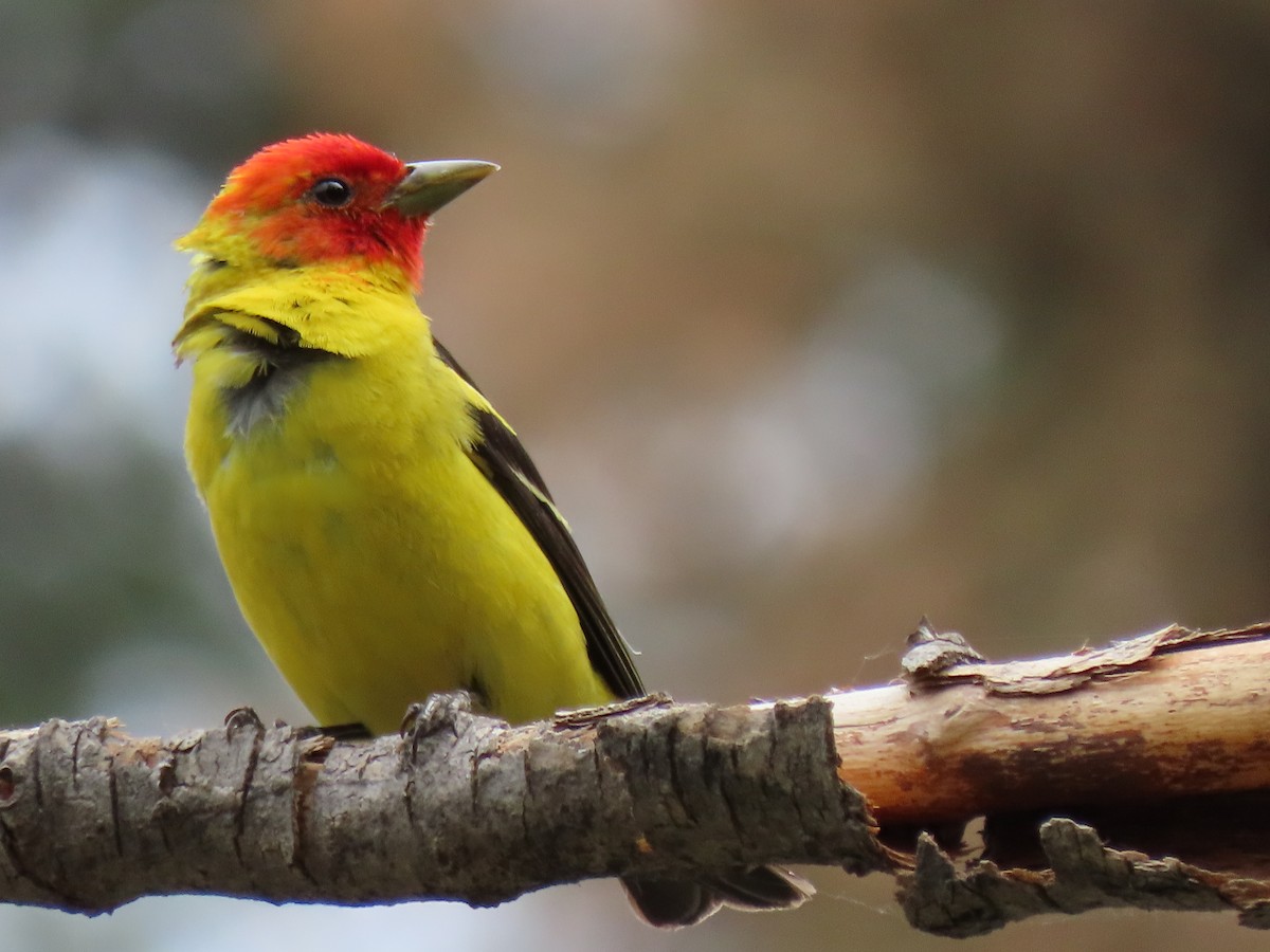 Western Tanager - ML621005565