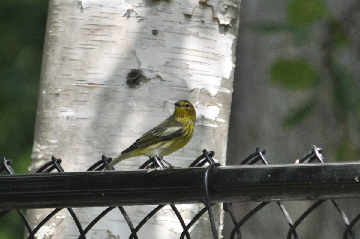 Cape May Warbler - ML621005573