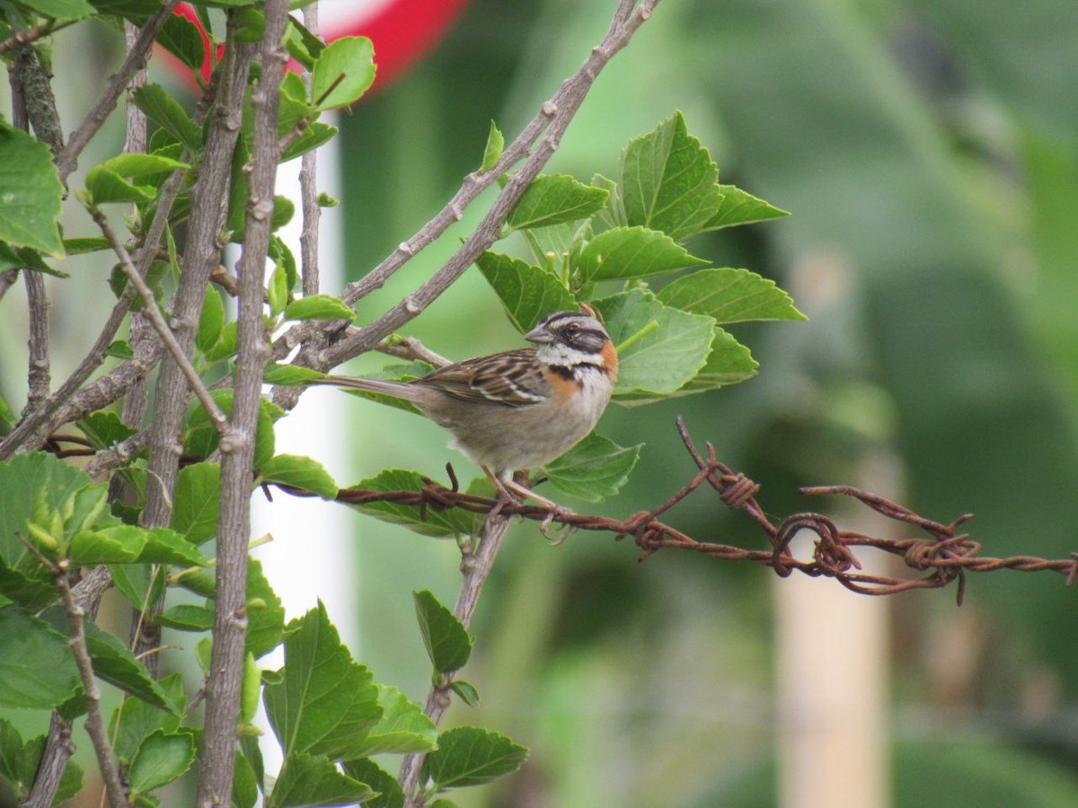 Rufous-collared Sparrow - ML621005577