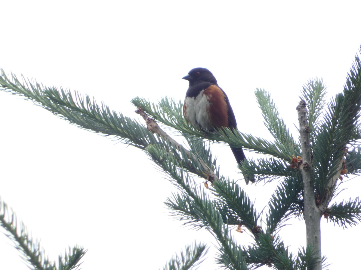 Spotted Towhee - ML621005619